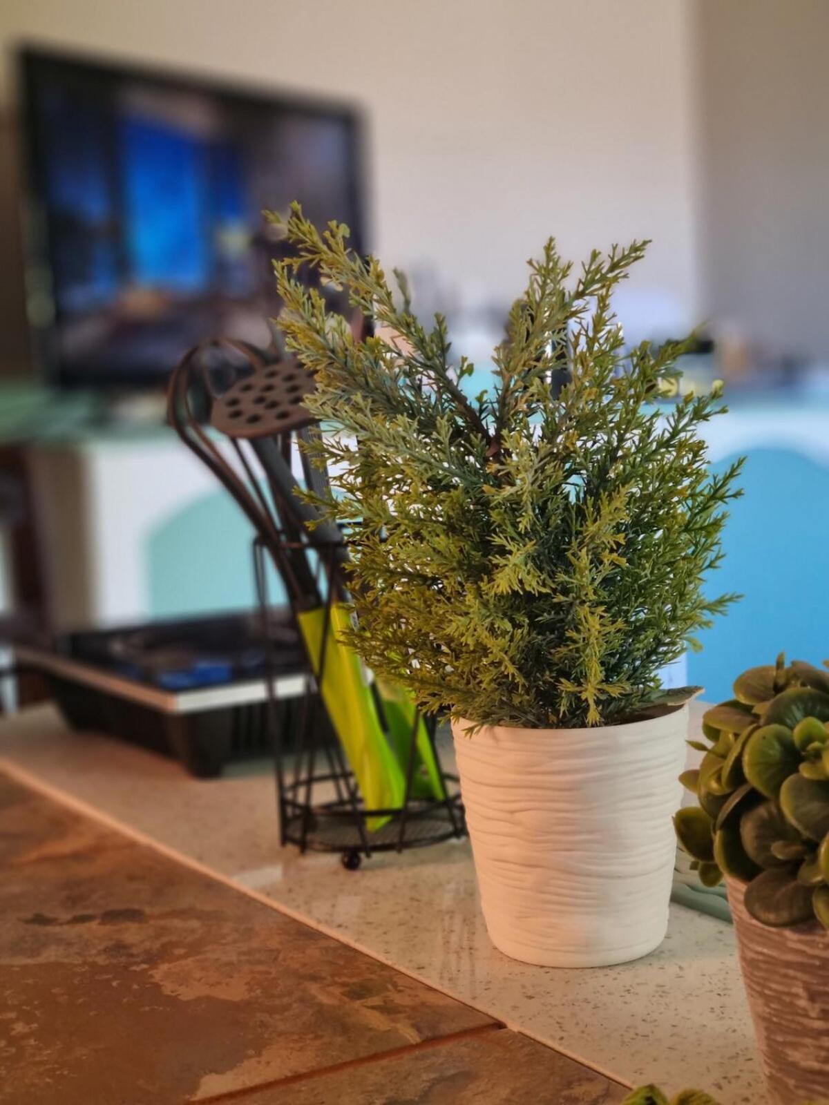 Durbanville Cpt Pet Friendly, Self-catering Cape Town